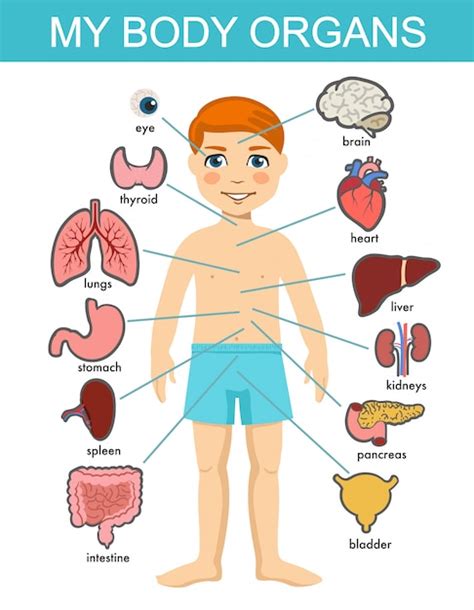 Premium Vector Human Body Anatomy Child Medical Organs System Boy