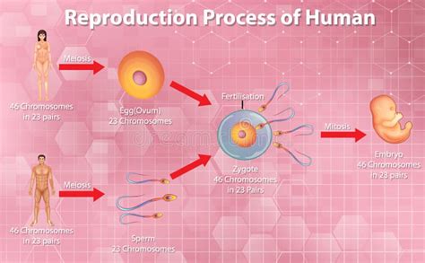 Proceso Reproductivo Del Ser Humano Ilustración Del Vector