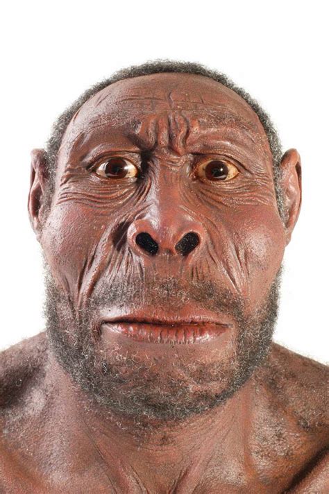 Homo Erectus The First Chef Of Humanity