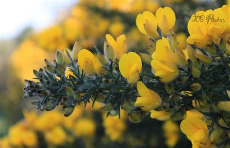 Thorn Bush Flickr Photo Sharing