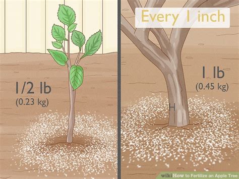 How To Fertilize An Apple Tree Laptrinhx