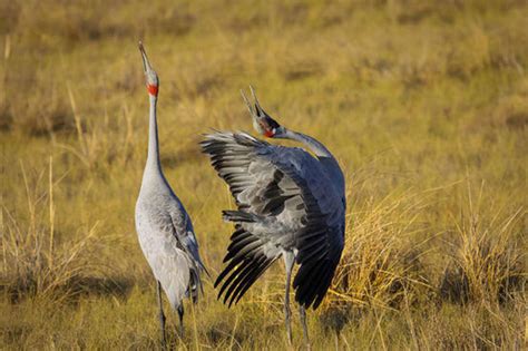 11 Animals With Truly Unusual Courtship Rituals