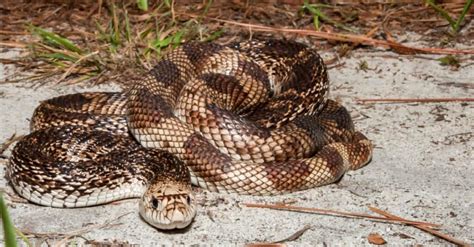 10 Snakes In Florida Az Animals