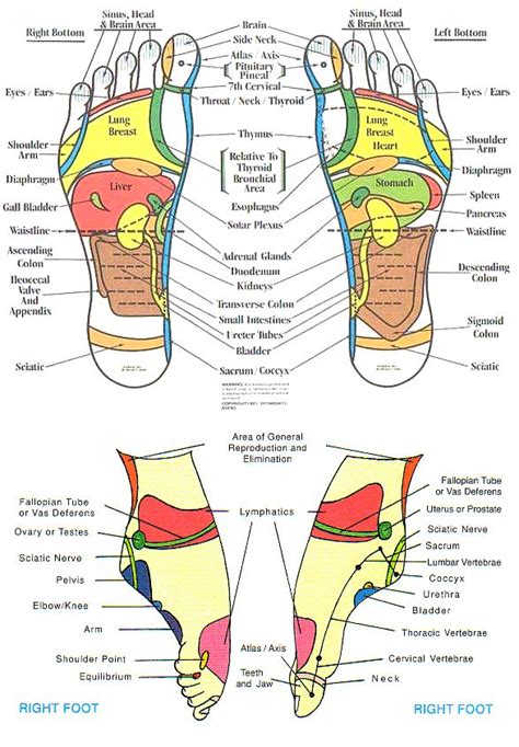 Reflexology Reflexology Foot Reflexology Reflexology Foot Chart