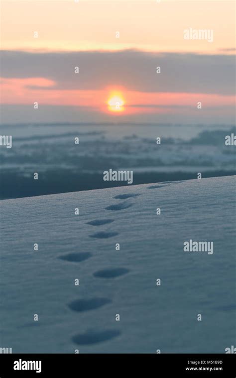 Trails Of Animals On Snow At Sunrise Stock Photo Alamy
