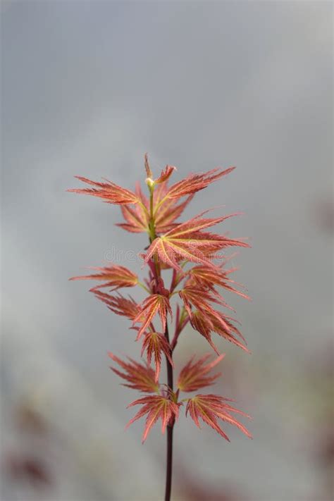 Japanese Maple Wilsons Pink Dwarf Stock Image Image Of Plant