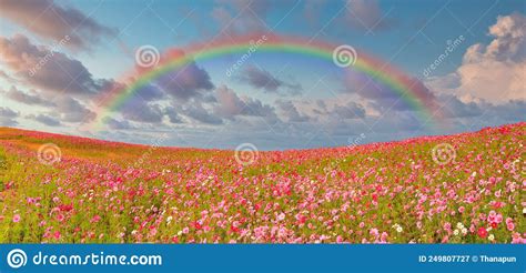 Beautiful Panoramic Of Cosmos Flowers Blooming In The Field With