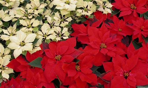 Poinsettia Wallpapers Wallpaper Cave