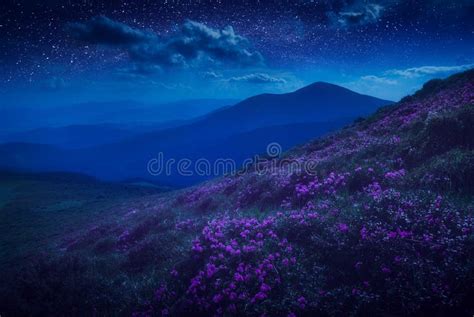 Mountain Hill Covered With Purple Flowers Stock Image Image Of