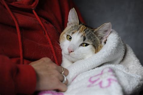 Paralyzed Cat Is Walking After Her Mom Nursed Her With Massage