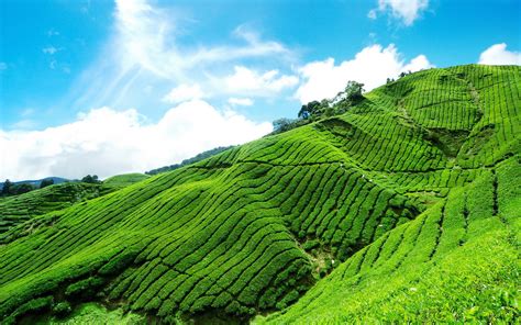 Search millions public domain/cc0 stock this image was acquired from pixabay. Plantation of tea in the mountains wallpapers and images - wallpapers, pictures, photos