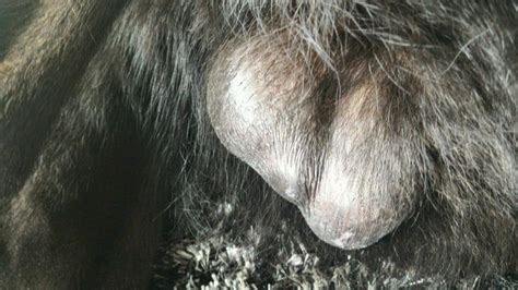 Your doctor may monitor your testosterone level and offer you testosterone replacement therapy if your level is too low. Are my dog's testicles normal??? (Please help) - German ...