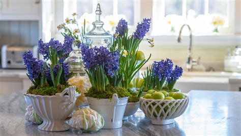 How To Grow Hyacinths Indoors