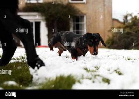 Miniature Dachshund Sausage Dog Puppy Plays In Snow With A Much