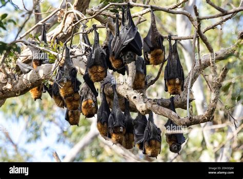 Grey Headed Flying Foxes Roosting In Bat Camp Stock Photo Alamy