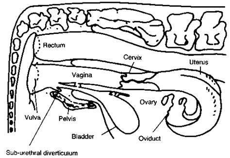 Buffalo Reproductive System Female