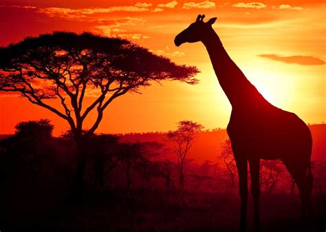 Sunsets With An African Giraffe African Safari South Africa