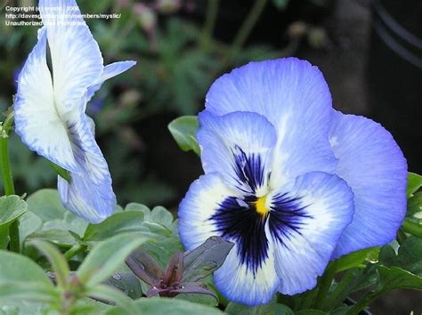 Plantfiles Pictures Viola Garden Pansy Pansy Matrix Blue Frost