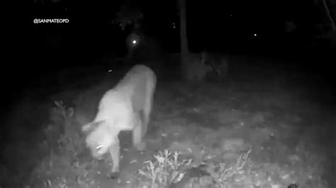 Mountain Lion Seen In Rohnert Park In Sonoma County Public Safety