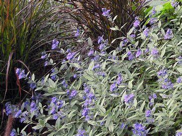 The slight arching habit makes it fit beautifully into. Caryopteris Longwood blue | Shrubs, Desert landscaping ...
