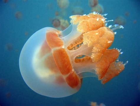A List Of Popular Types Of Jellyfish With Pictures Animal Sake