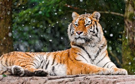 Tiger Resting 3 Wallpaper Animal Wallpapers 46023