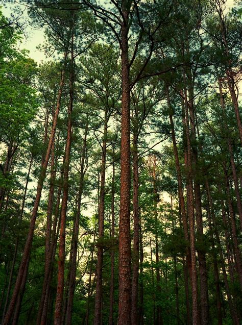 Pine Trees In East Texas Alise Pickens