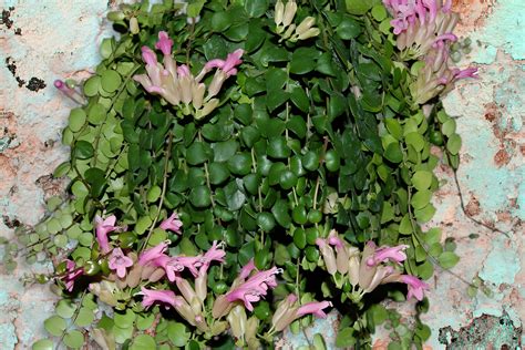 The Unique Thai Pink Lipstick Plant Aeschynanthus Thai Pink Plant