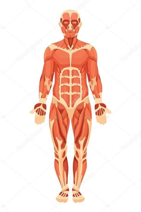 La parte más lejana de nuestra cara y la parte de nuestro cuerpo que células: Estructura anatómica del cuerpo humano, músculos, tendones y ligamentos. — Vector de stock ...
