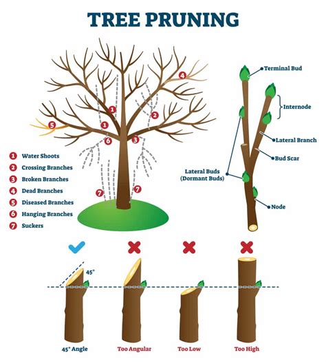 When To Prune Maple Trees Uk Kyle Flanagan