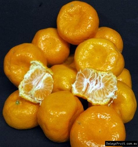 Dwarf Mandarin Imperial Citrus Reticulata