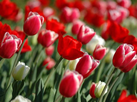Wallpaper Red Tulips Wallpapers