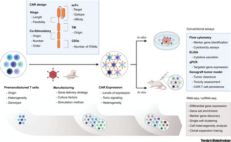 Leveraging Single Cell Sequencing For Chimeric Antigen Receptor T Cell