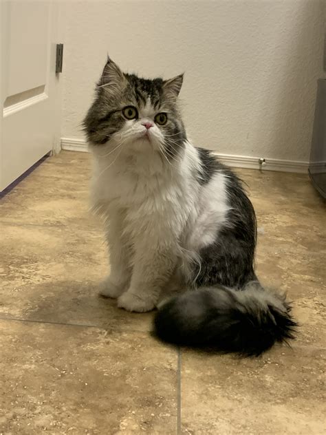Cats are located within greater london/essex/west midlands/durham, see each cat details for their location and they must be collected by car by the adopter. Cat adoption in Chandler, AZ 85286: Himalayan Persian Cat ...