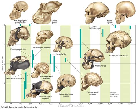 Evolución De Los Homínidos Un Recorrido Visual A Través De La Historia