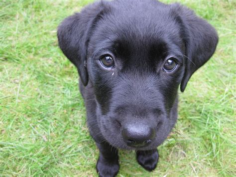 Free Images Puppy Animal Cute Canine Black Vertebrate Labrador