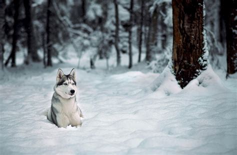 Hd Wallpaper Dog Winter Laika Husky Forest Snow Tree