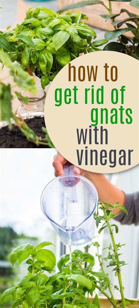 How To Get Rid Of Gnats With Vinegar How To Get Rid Of Gnats Plant