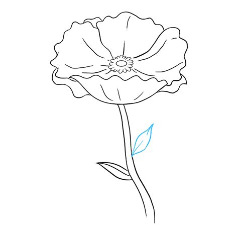These flowers are not difficult to draw. How to Draw a Poppy - Really Easy Drawing Tutorial