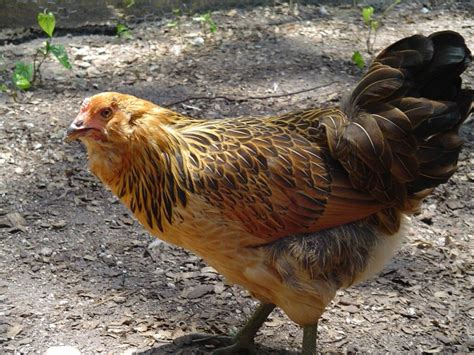 5 races de poulet qui pondent des œufs verts Battage médiatique 2024
