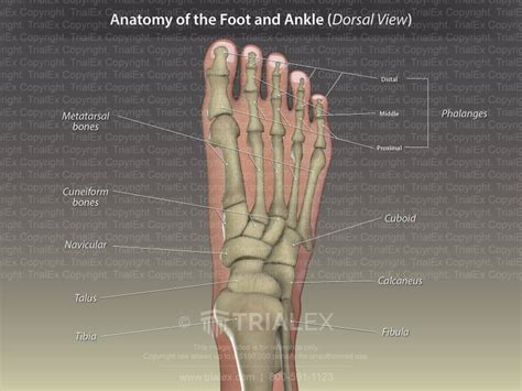 Anatomy Of The Foot And Ankle Dorsal View Trial Exhibits Inc