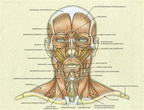 Muscles Of The Face—lateral View