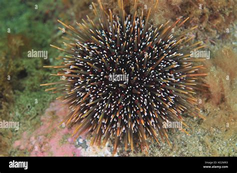 Common Sea Urchin Evechinus Chloroticus Kina Stock Photo Alamy