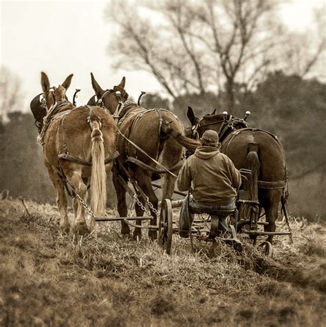 Three Mule Hitch Dan Routh Photography