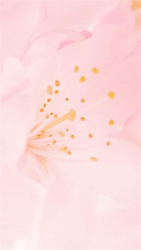 Pure Romantic Pink Flower Macro Iphone Wallpapers Free Download