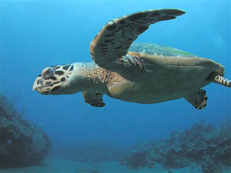The hawksbill is a smaller sea turtle with a narrow head and 2 pairs of prefrontal scales in front of its eyes. 20 Most Endangered Species in the Philippines | HubPages
