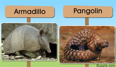 Maybe you would like to learn more about one of these? A Never-before-seen List of Animals With Protective Armor