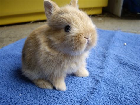 Ab wann sind hunde ausgewachsen? Echte Minis!! Zwergkaninchen Farbenzwerge Löwenköpfchen ...