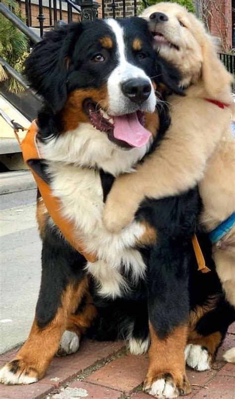 Its All About The Hugs Bernese Mountain Dog Puppies Mountain Dogs