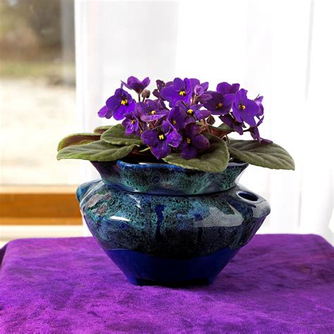 African Violet Care Indoors